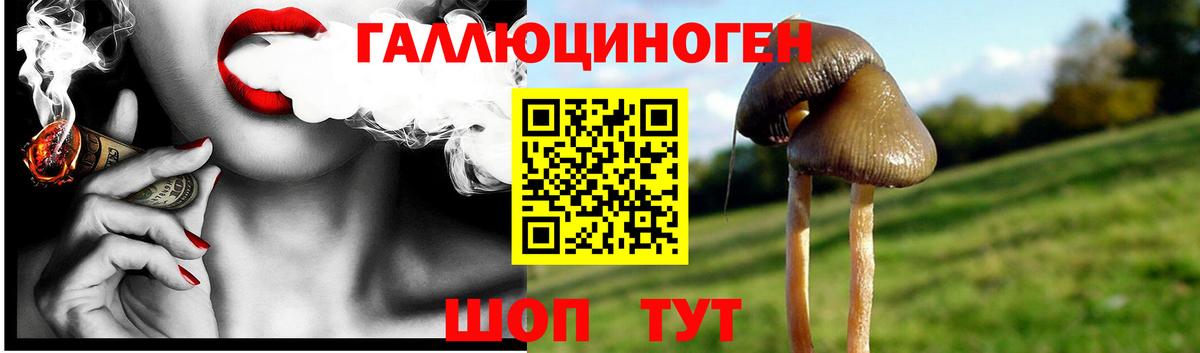 Галлюциногенные грибы Psilocybine cubensis  Томск 